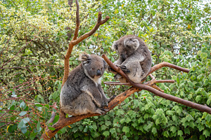 Two koalas resting on tree branches in Kangaroo Island, Australi