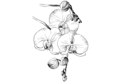 Pencil drawing Orchid flowers, an Object Graphic by VictoriaKStudio (Thumbnail 2 of 4)