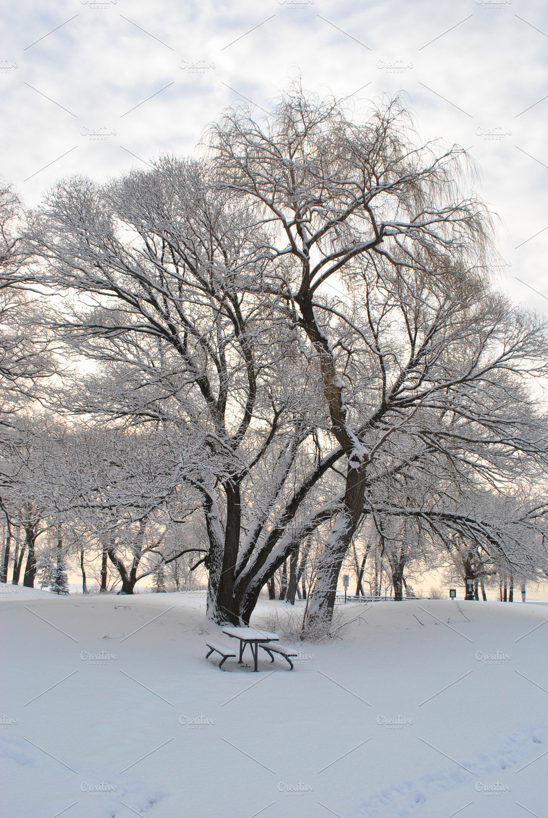 City park in winter after snowfall containing bench, blizzard, and brightly, a Nature Photo by Bloor