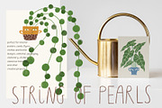 Peperomia - eclectic houseplants, an Illustration by Annakniaz (Thumbnail 11 of 14)