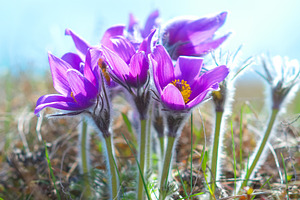 Landscape with spring flowers, a Nature Photo by Vapi