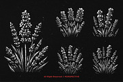 10 Bundle Dark Art Lavender Flower, an Illustration by Morspective (Thumbnail 3 of 7)