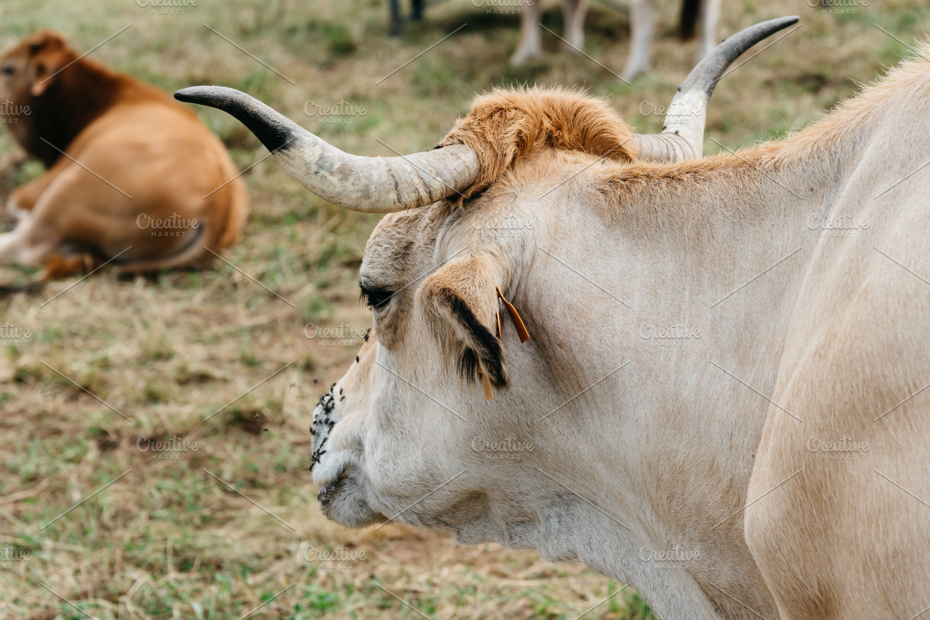 Herd of cows grazing on the meadow in Asturias, an Animal Photo by Architect´s eye