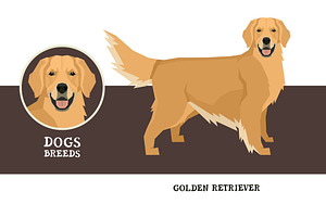 Dog breeds Golden Retriever