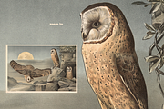 Alfred Fiedler Täubler’s Animals, an Animal Illustration by Digital Museum (Thumbnail 7 of 12)