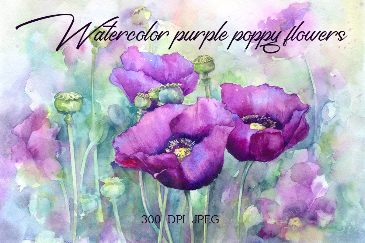 Watercolor purple poppy flowers, an Illustration by MaryAmi (Photo 1 of 3)