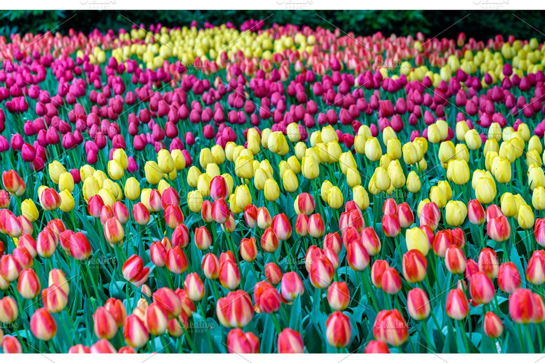 Colorful tulips at the keukenhof the netherlands stock photo containing, a Nature Photo by Leonid Andronov