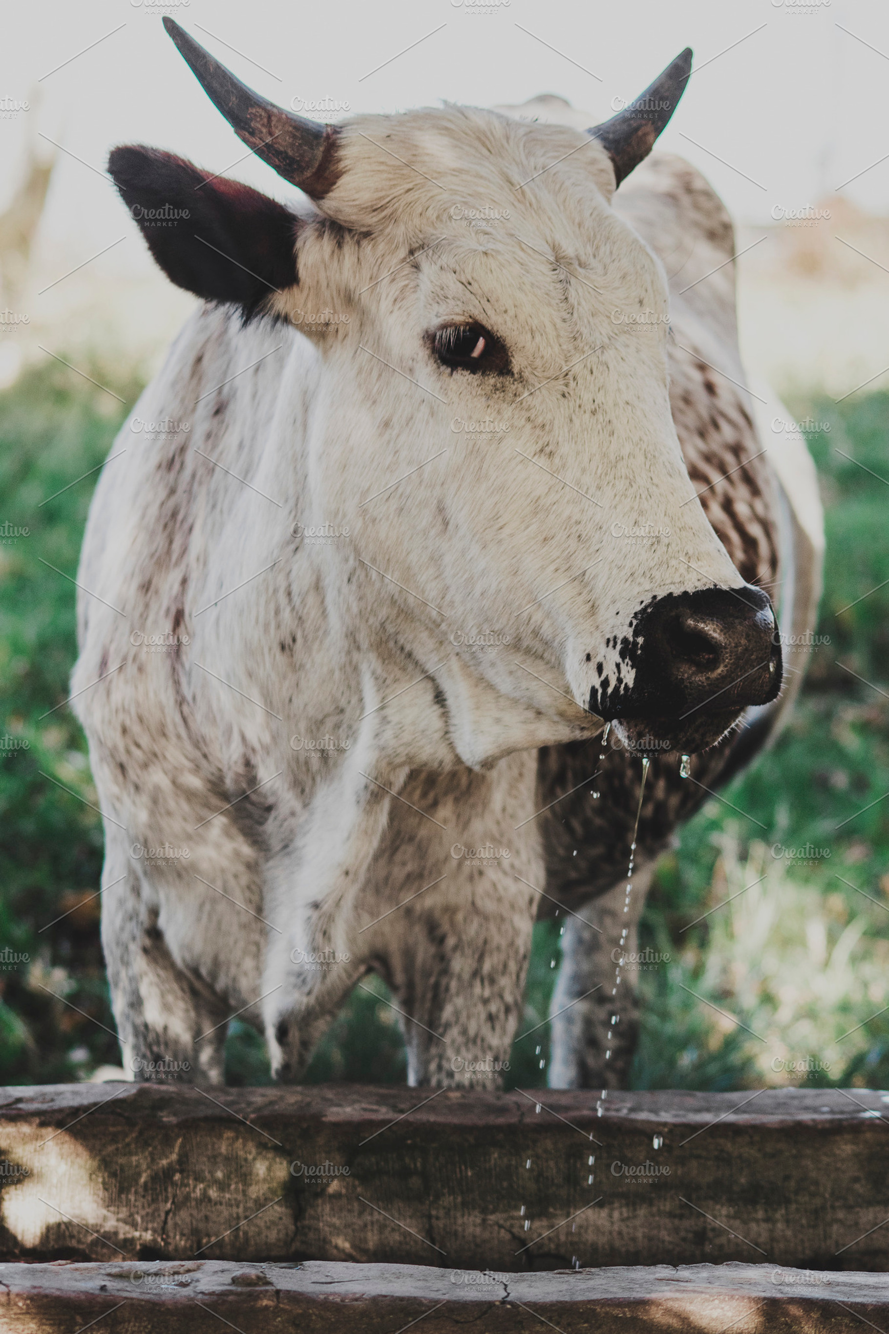 White Nguni Cow Drinking Portrait, an Animal Photo by René Jordaan Photography