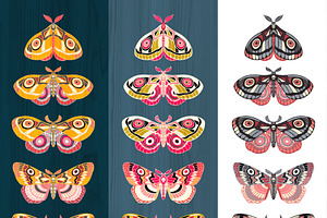 Night Moths, Butterflies Vector Set