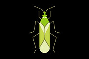 Green Plant Bug Insect, a Solid Icon by Buqancreative (Thumbnail 2 of 2)