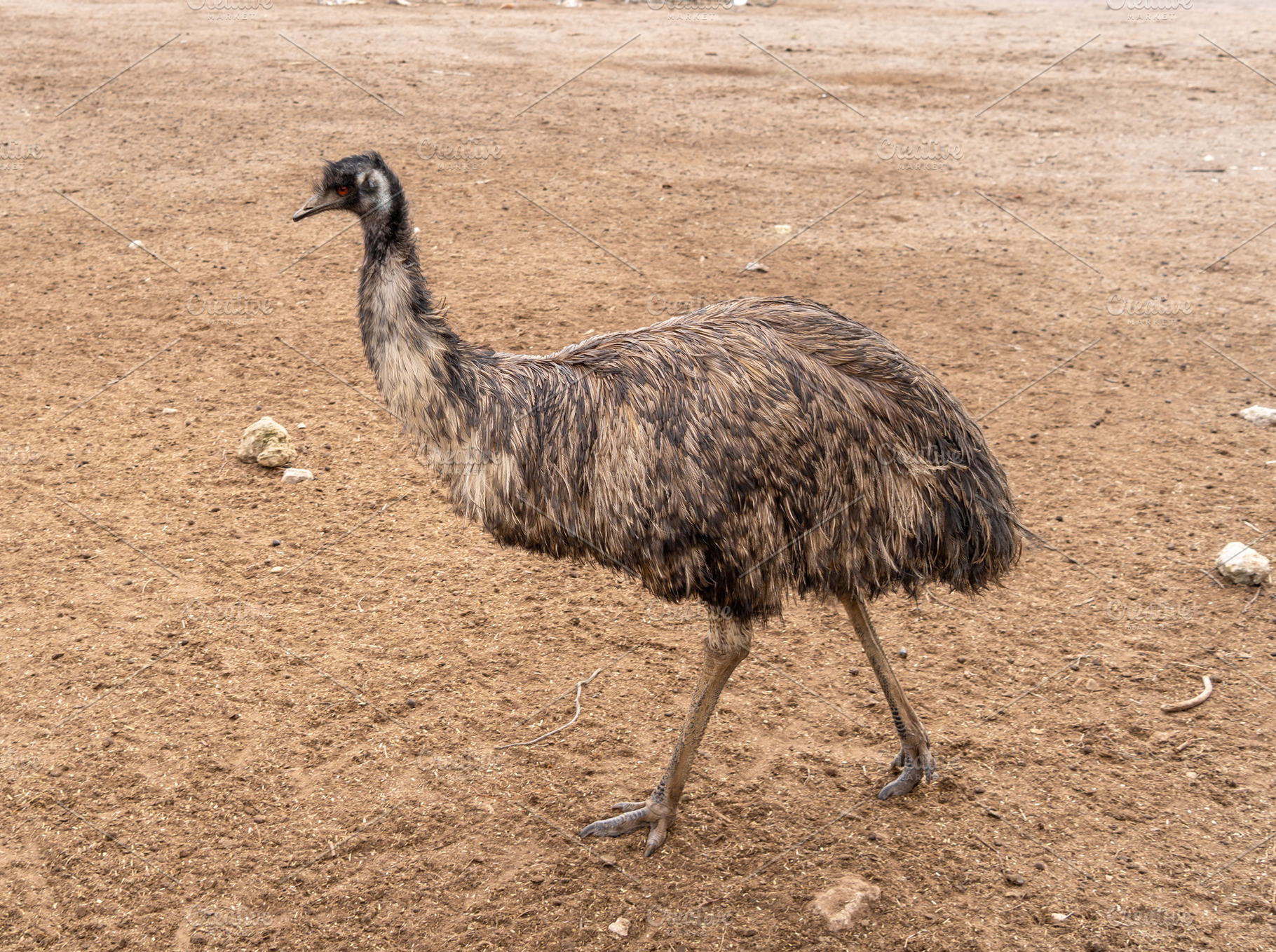 An emu standing on dry ground on Kangaroo Island, Australia, an Animal Photo by GoodGoods