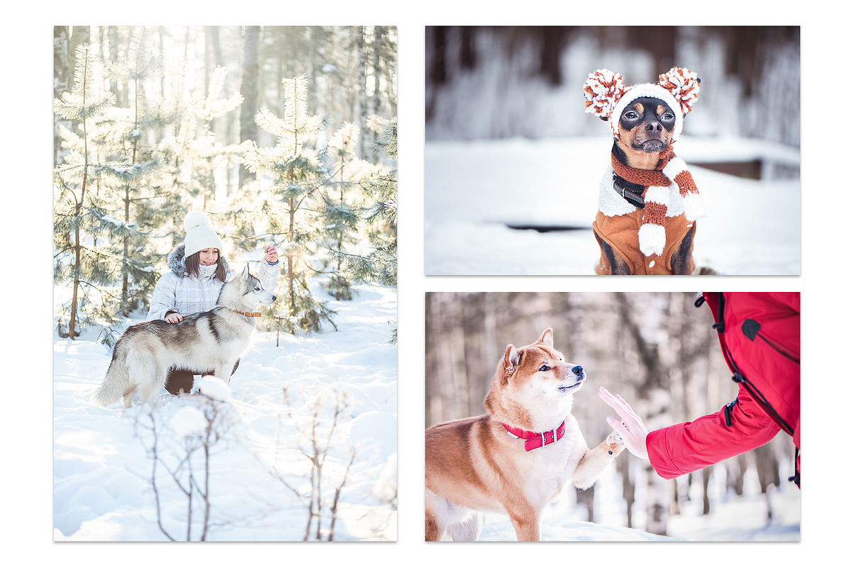 Winter Dog, Christmas Mood, an Animal Photo by WildStrawberry Magic (Photo 7 of 11)