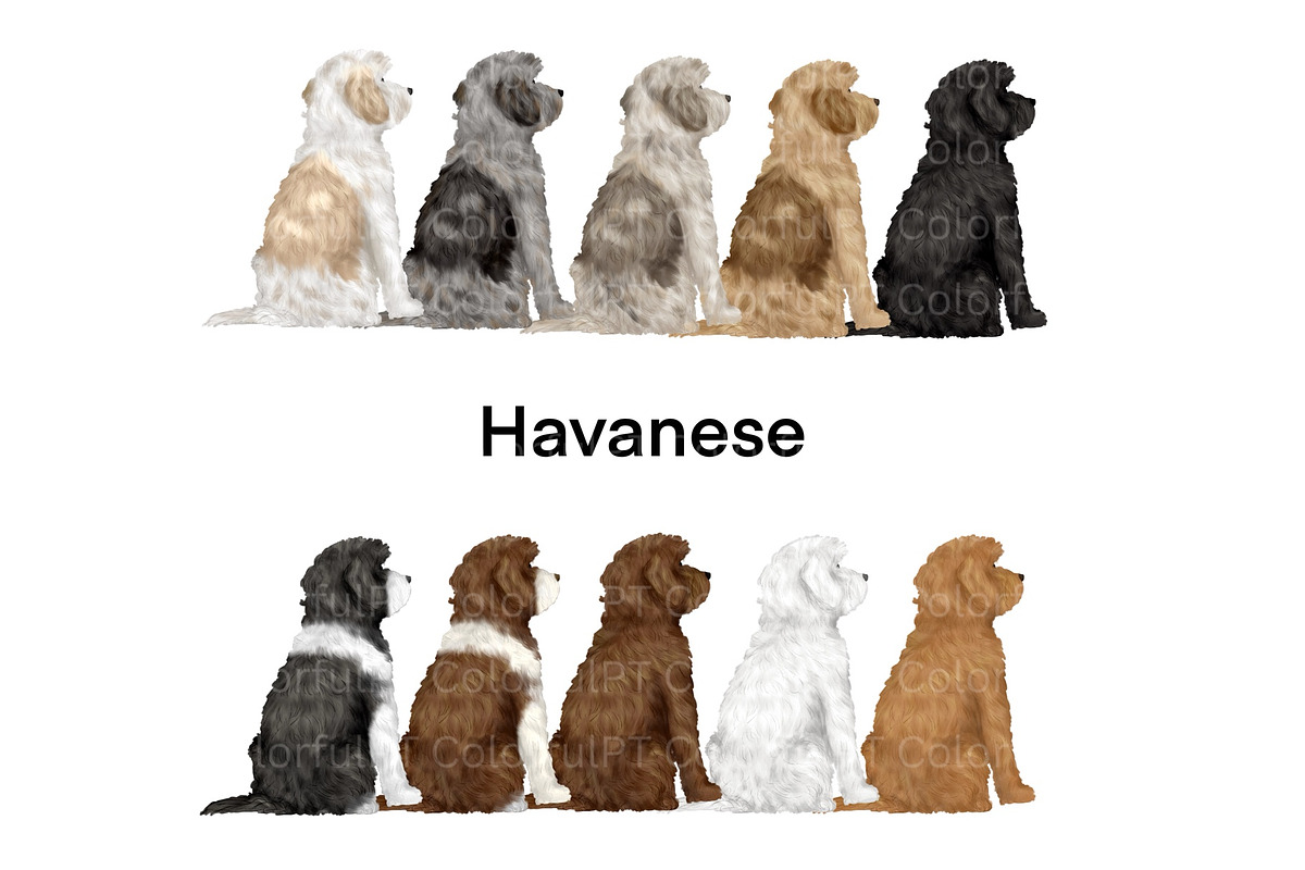 Dog Breeds Clipart, an Animal Illustration by ColorfulPT (Photo 3 of 8)