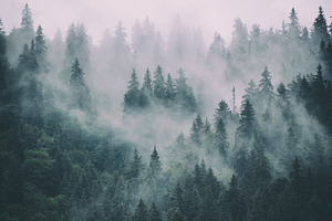 Misty mountain landscape featuring forest, fog, and travel, a Nature Photo by Nature and travel