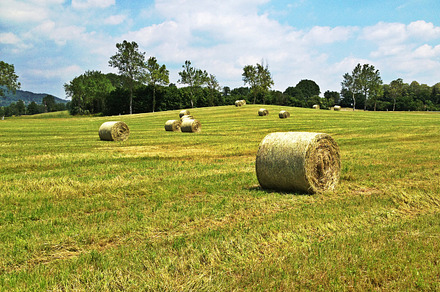 Hail Of Bay Featuring Bay Grass And Nature preview 5