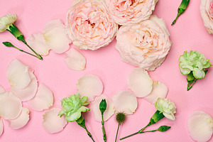 Green carnations and delicate rose petals on pink background, mi, a Nature Photo by ndanko
