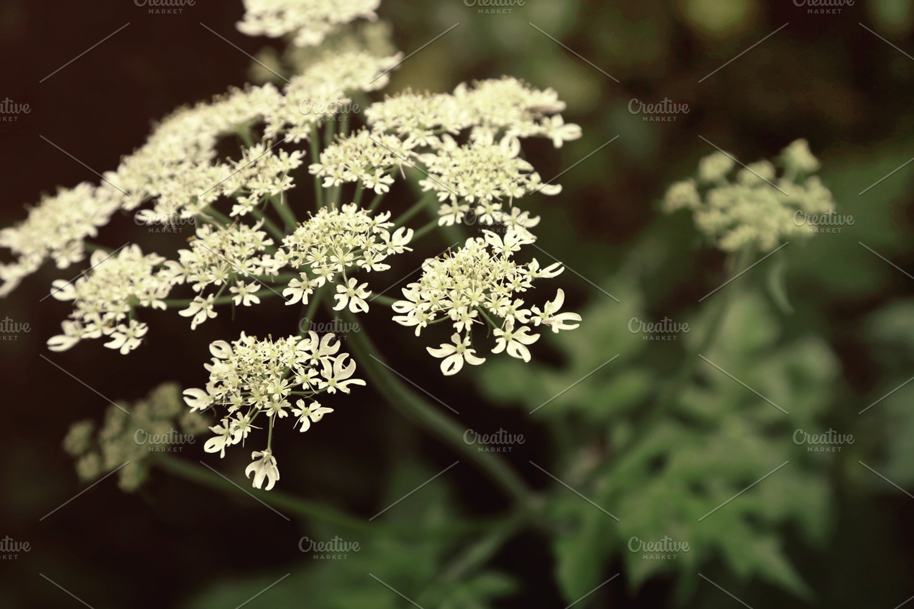 Queen Annes Lace Featuring Flower Floral And Macrophotography
