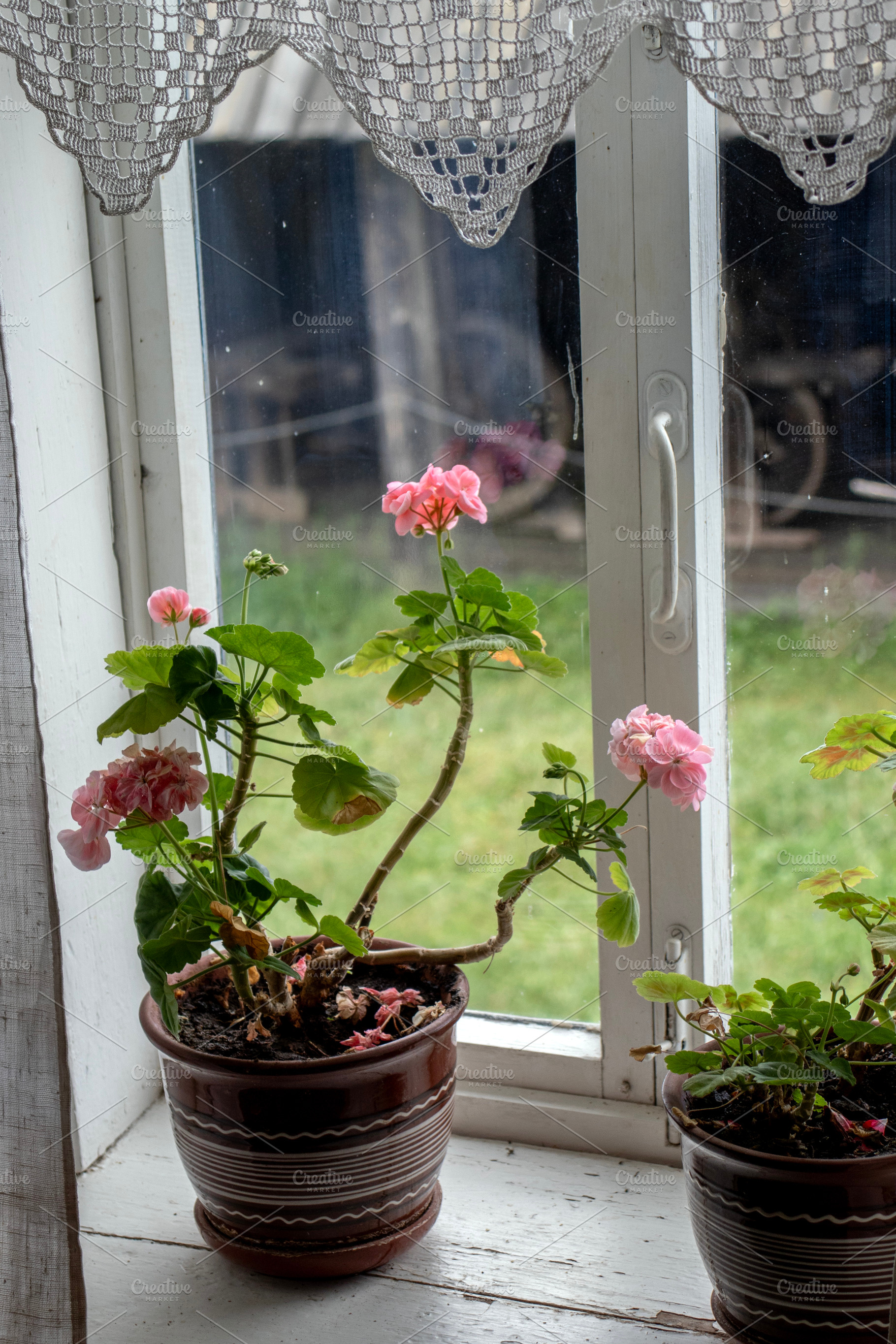 Houseplant in a pot on the windowsi, a Holiday Photo by Schreibikus