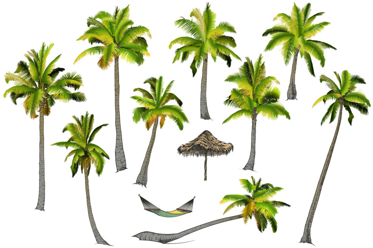 Palm tree collection (Vector), an Object Graphic by ArtOwl (Photo 6 of 10)
