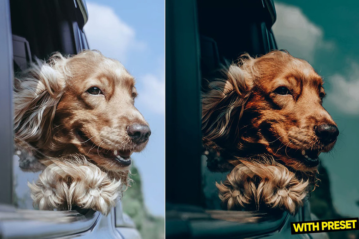 Love Dogs Presets for Lightroom, a Preset Add-On by Hubzway (Photo 3 of 5)