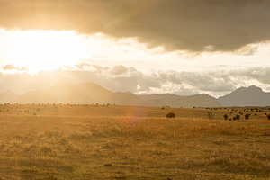 Bison Sunset - Panorama