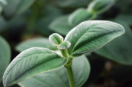Little leaves