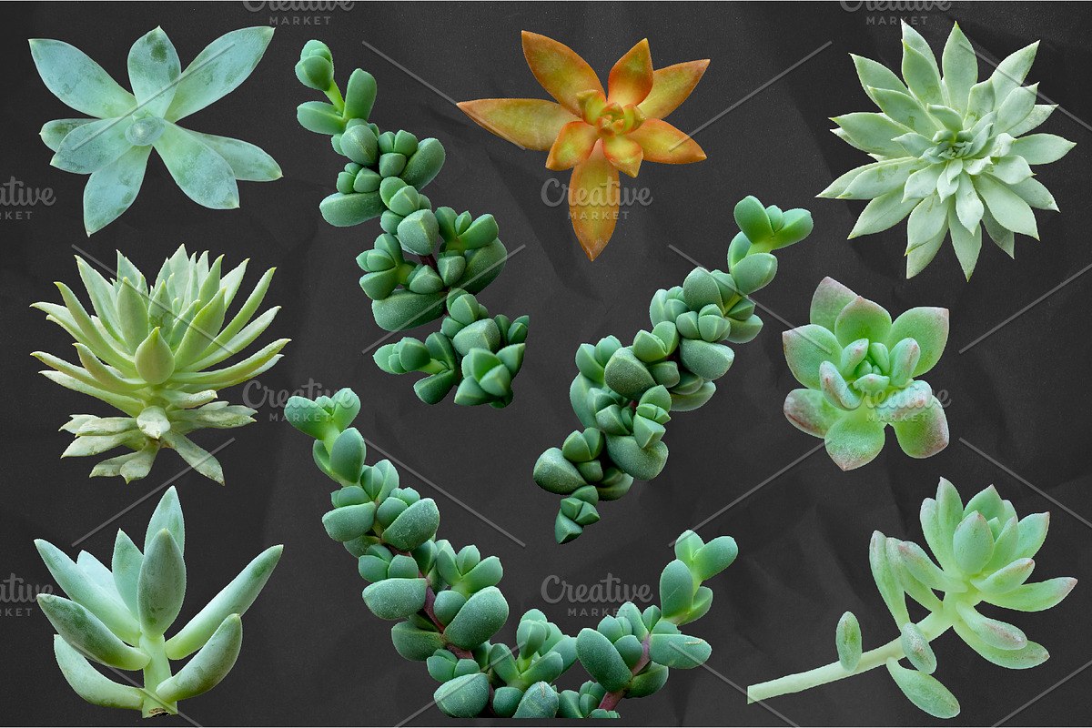 Succulents - Real Botanic Specimens, an Object Graphic by Turning Moss (Photo 3 of 12)