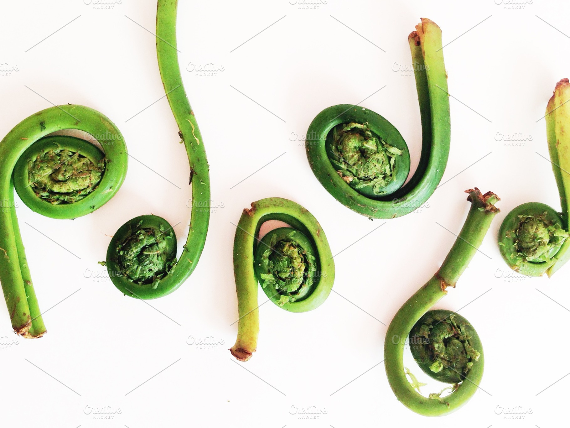 Fiddlehead Fern Photo, a Photo by AmandaFagan