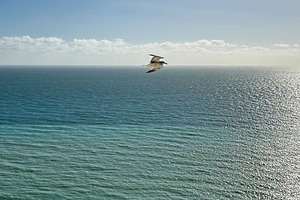 Seabird in flight over the Seven Sisters Cliffs and blue sea in East Sussex UK, a Nature Photo by AS photostudio