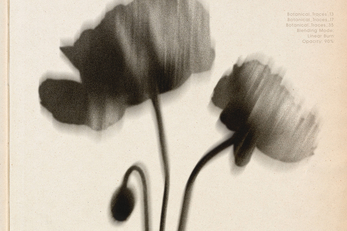 Botanical Traces: Blurred Floral PNG, an Object Graphic by Dina Mae (Photo 8 of 14)