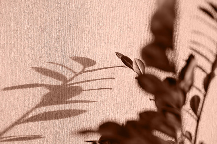 Shadows of flowers house plant on wall wallpapers grey background. Trendy color