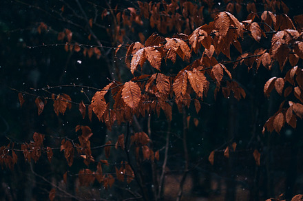 Dark Orange Forest in Snow