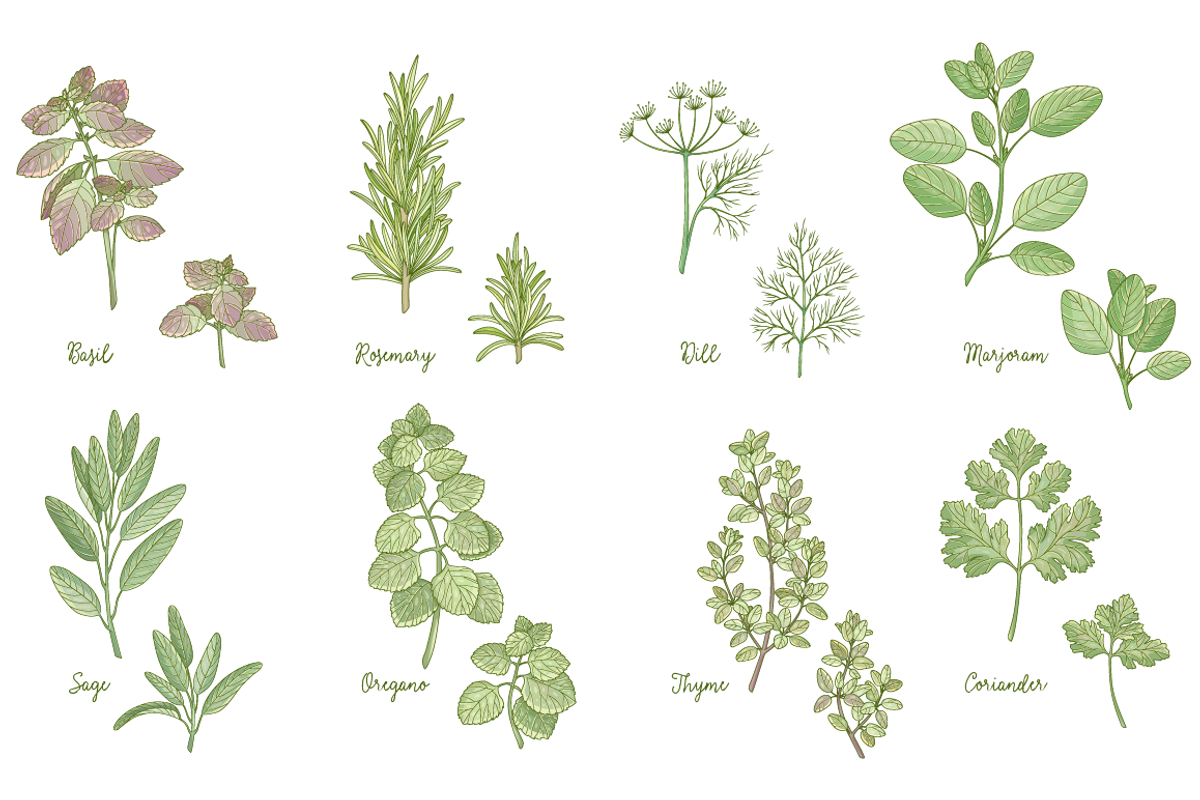 Kitchen herbs set, a Food Illustration by zmeizza (Photo 2 of 7)