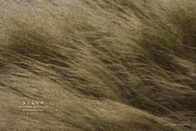 Sylva Textured Botanical Backgrounds, a Background Graphic by alonahaidash (Thumbnail 5 of 15)