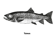 Fish collection, part 3, a Food Illustration by ZotovShop (Thumbnail 9 of 11)