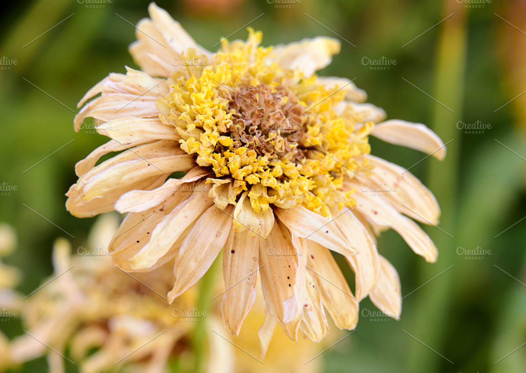 Dry daisy flower macro containing closeup, decoration, and nobody, a Nature Photo by neftali77