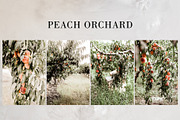 Peach Orchard, a Photo by savvy graphics & stock (Thumbnail 1 of 2)