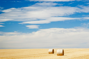 Hay Bales In Field, a Nature Photo by THP Creative