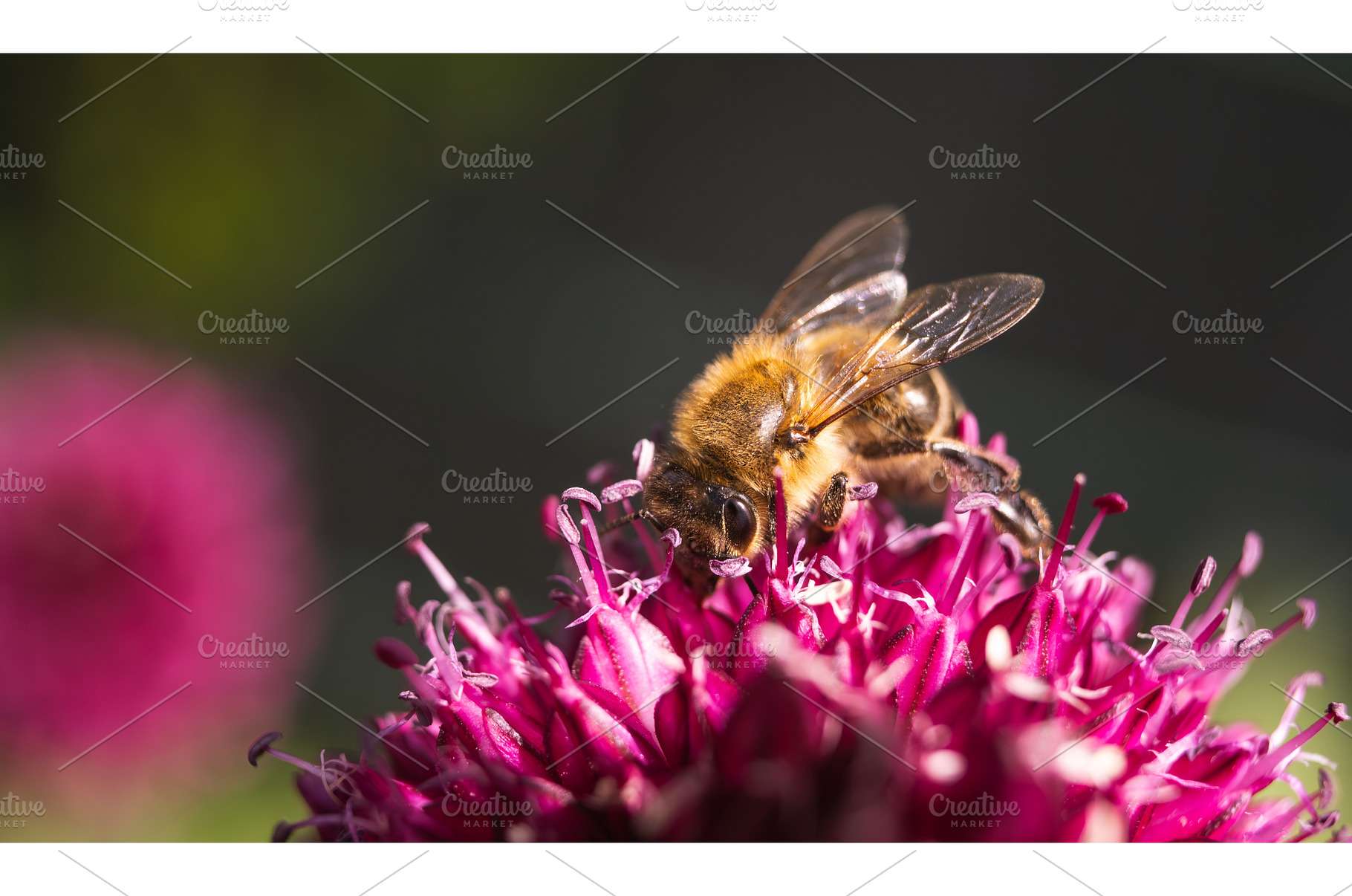 Honey bee covered with yellow pollen, a Technology Photo by MadPhotos