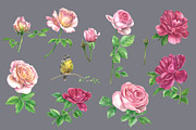 Roses@Bird Watercolor Clipart, a Decorative Illustration by IrStepShop (Thumbnail 5 of 5)