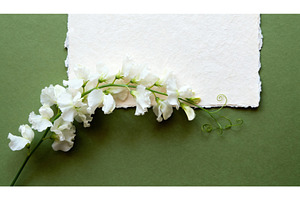 White sweet pea flowers on green, a Background Photo by tilialucida
