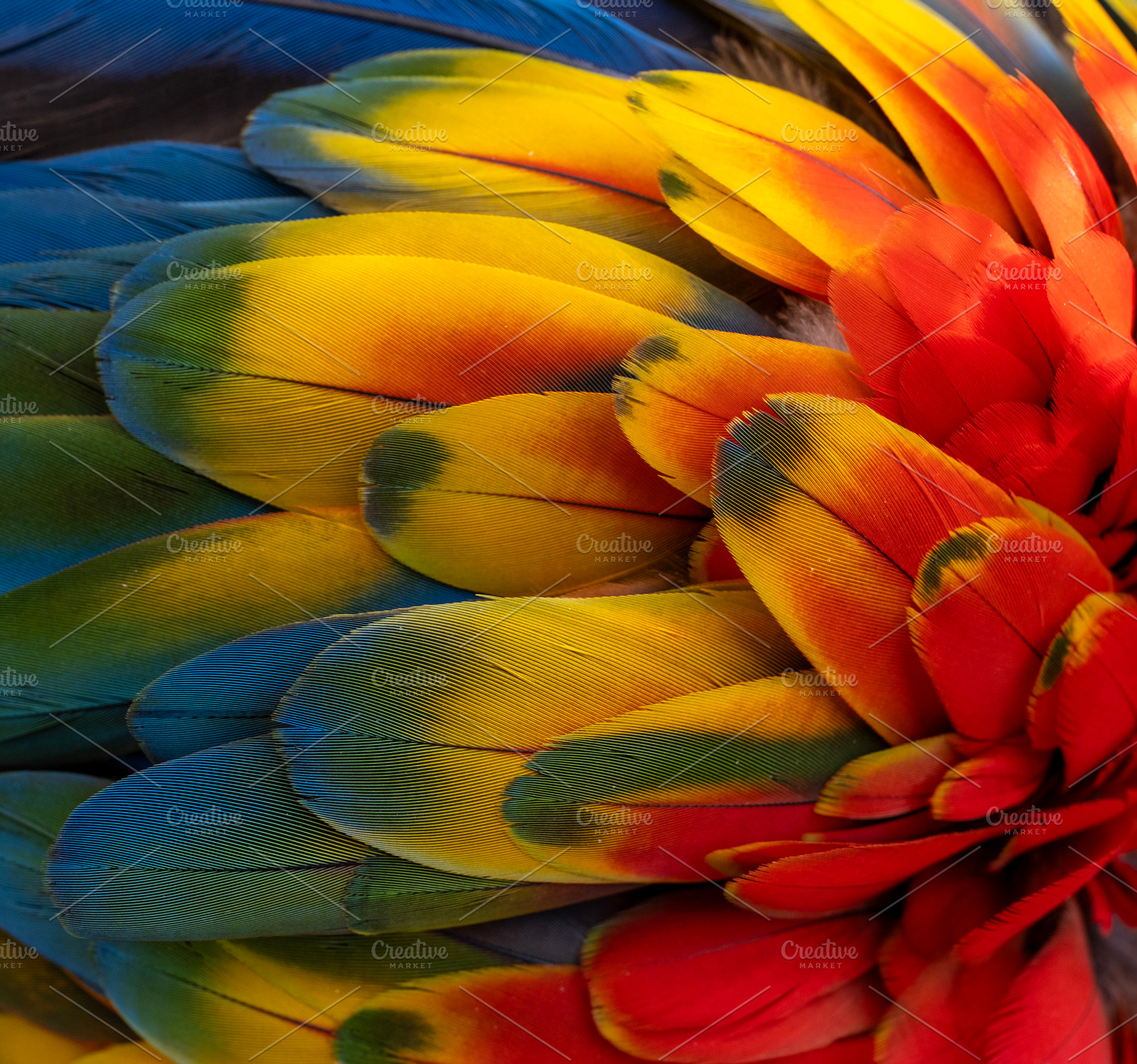 Wing feathers, a Photo by Atropos Images