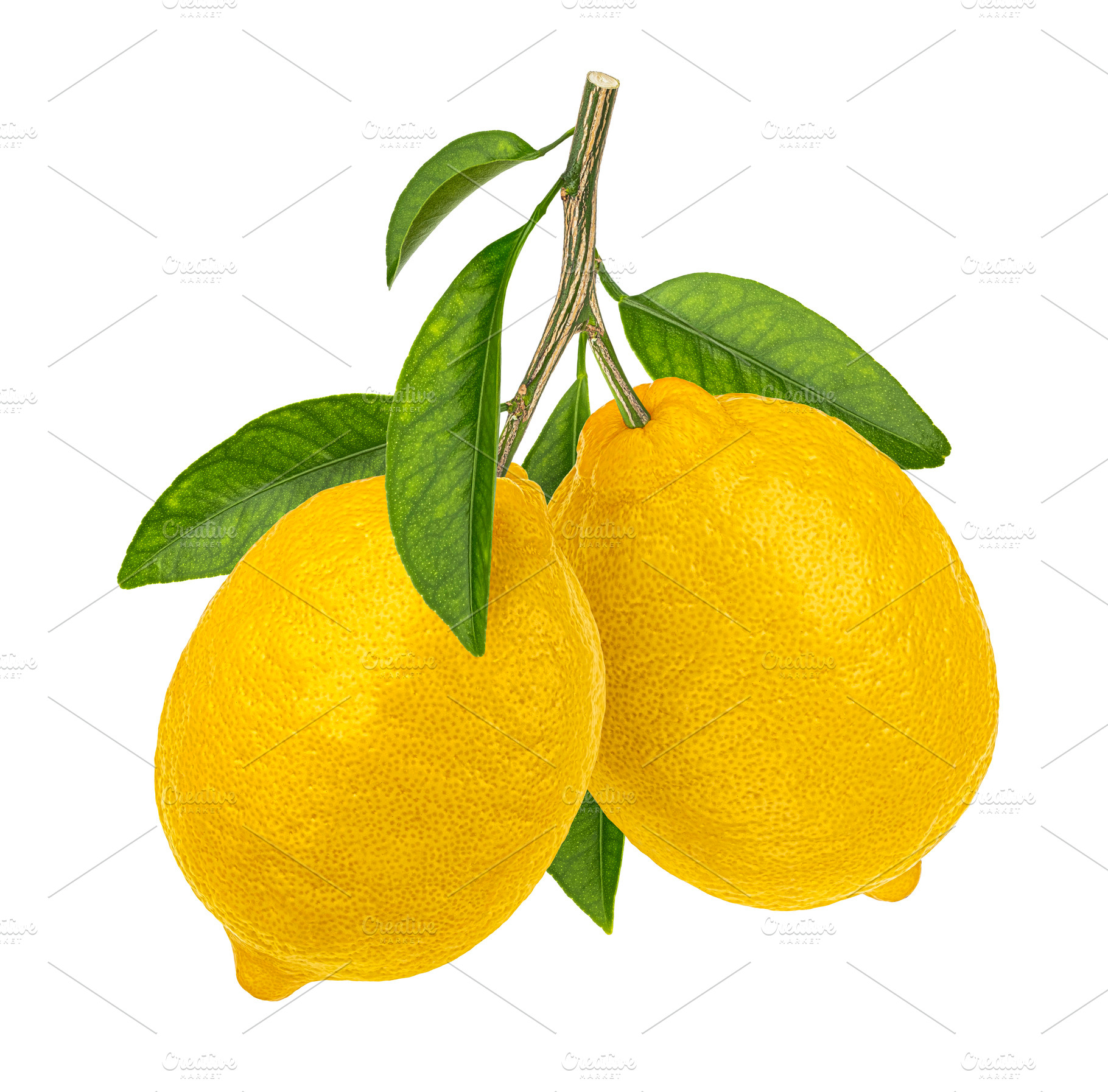 Two lemon fruits on branch, a Photo by Max Lashcheuski