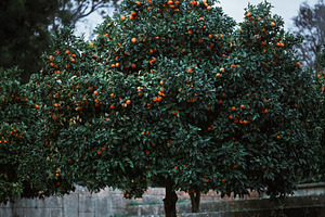 Ripe orange tree in orchard, a Nature Photo by SkyNext