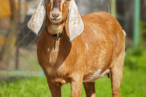 Portrait of a nubian goat looking ou, an Animal Photo by AlexBush