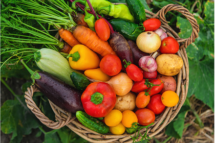 Harvest vegetables in the garden