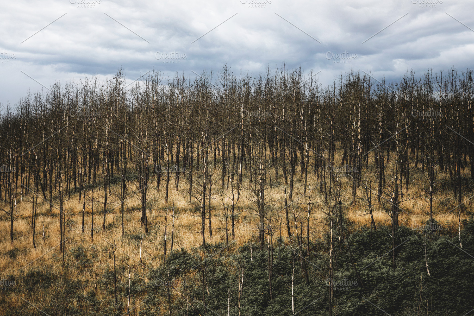 Charred plantation after wildfire, a Nature Photo by SkyNext