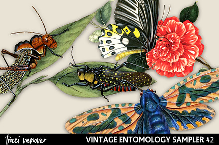 Vintage Entomology Clipart Sampler 2