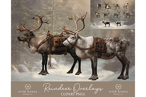 Reindeer PNG Overlays