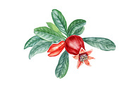 Pomegranate, an Illustration by Watercolor life (Thumbnail 3 of 6)